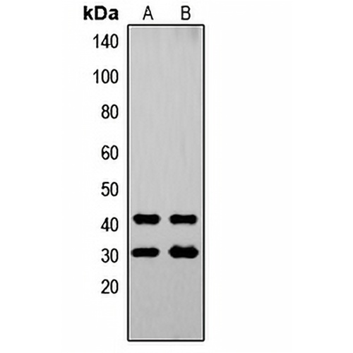 OVOL1 Rabbit Polyclonal Antibody