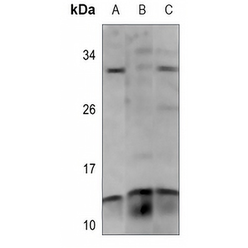 PAGE3 Rabbit Polyclonal Antibody