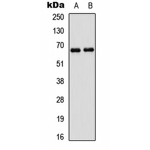 PAK1 Rabbit Polyclonal Antibody