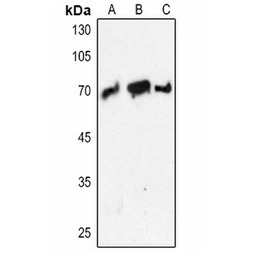 PCK1 Rabbit Polyclonal Antibody