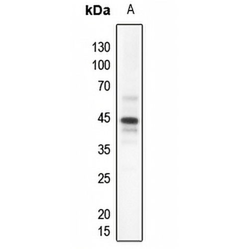 PDHA1 Rabbit Polyclonal Antibody