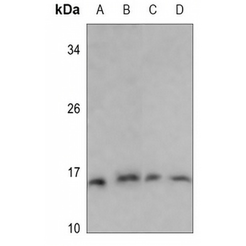 PFDN1 Rabbit Polyclonal Antibody