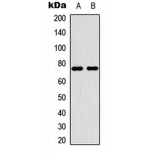 PIAS4 Rabbit Polyclonal Antibody