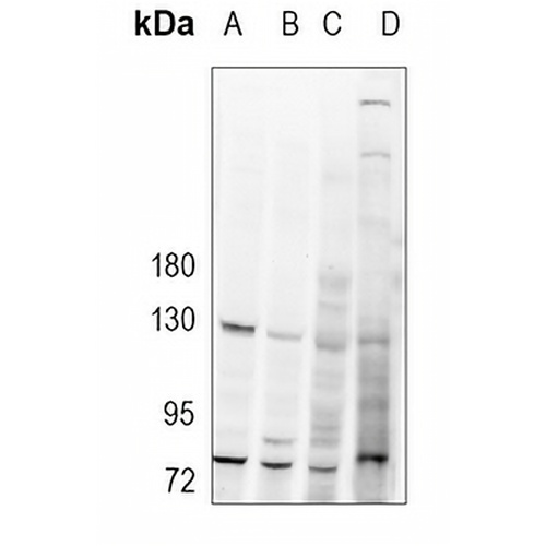 PI3K p110 alpha Rabbit Polyclonal Antibody