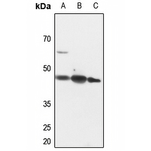 PINX1 Rabbit Polyclonal Antibody