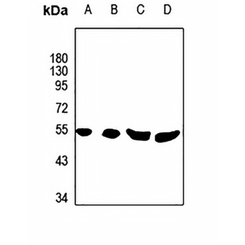 Phospholipase D4 Rabbit Polyclonal Antibody