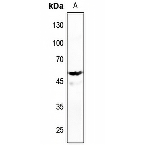DNA Polymerase gamma 2 Rabbit Polyclonal Antibody