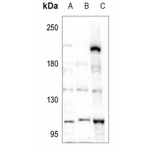 POM121 Rabbit Polyclonal Antibody
