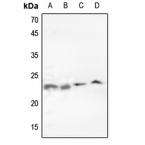 p23 Rabbit Polyclonal Antibody