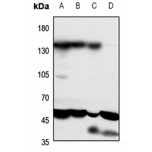 PTHR1 Rabbit Polyclonal Antibody