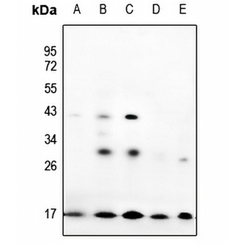 Prothymosin alpha Rabbit Polyclonal Antibody