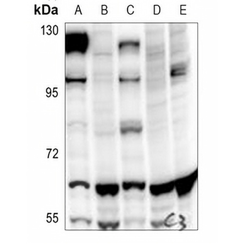 Paxillin Rabbit Polyclonal Antibody