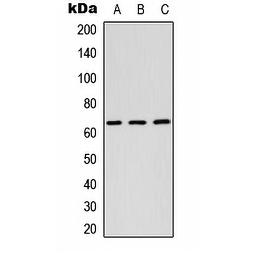 RAB11FIP1 Rabbit Polyclonal Antibody