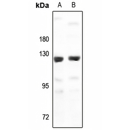 G15 Rabbit Polyclonal Antibody