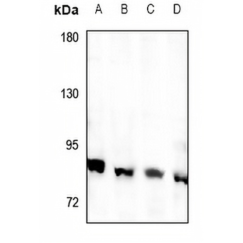 RFWD3 Rabbit Polyclonal Antibody
