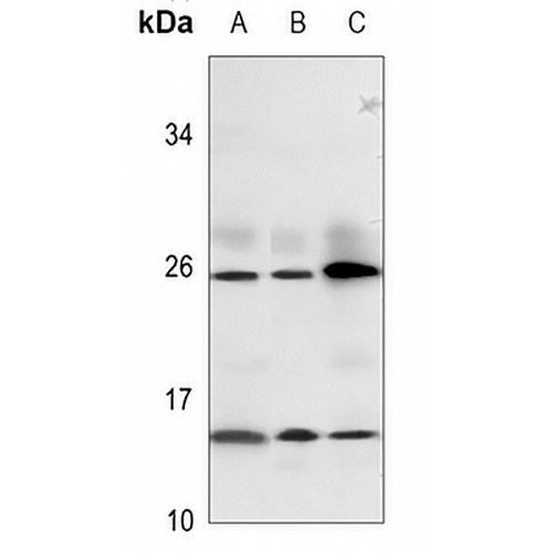 Relaxin 3 Rabbit Polyclonal Antibody