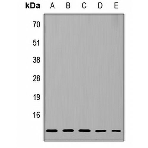 RPL37 Rabbit Polyclonal Antibody