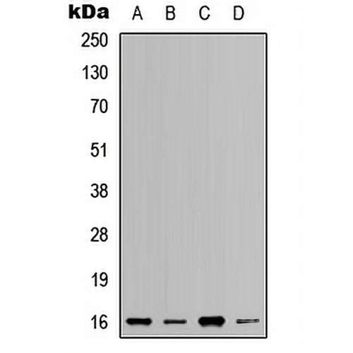 RPL37A Rabbit Polyclonal Antibody