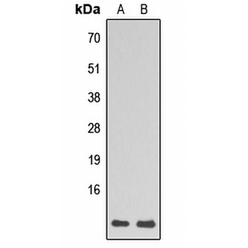 RPL39 Rabbit Polyclonal Antibody