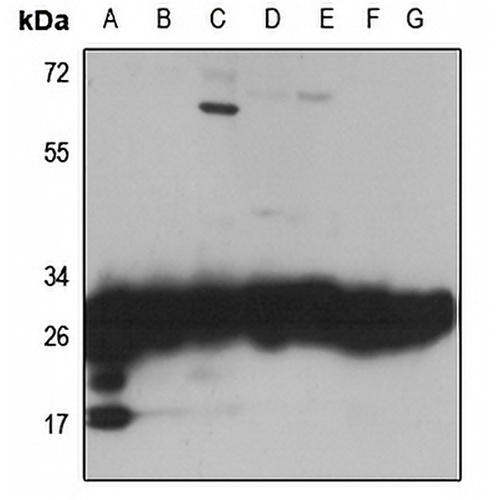 RPL7 Rabbit Polyclonal Antibody