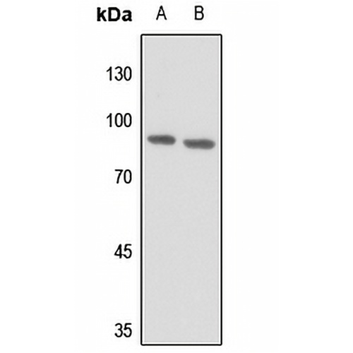 MSK1 Rabbit Polyclonal Antibody