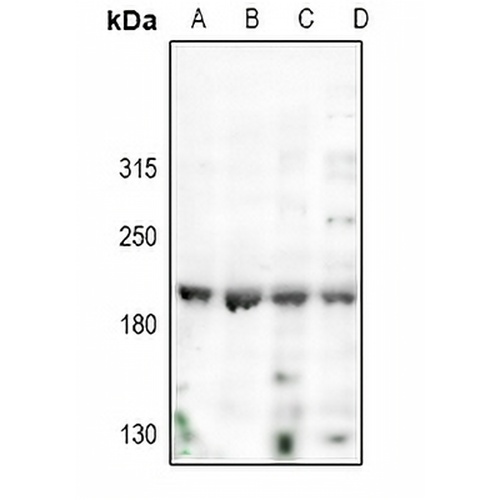 Nogo Rabbit Polyclonal Antibody