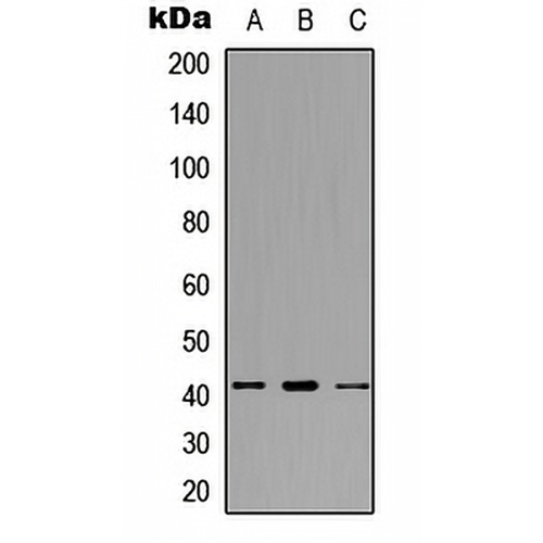SDCCAG8 Rabbit Polyclonal Antibody