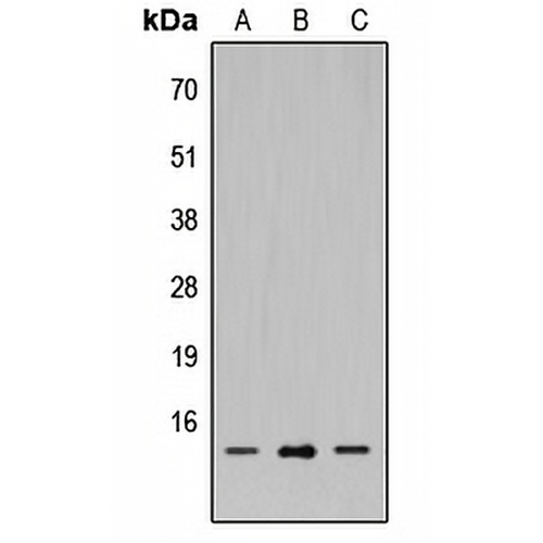 SH2D1A Rabbit Polyclonal Antibody