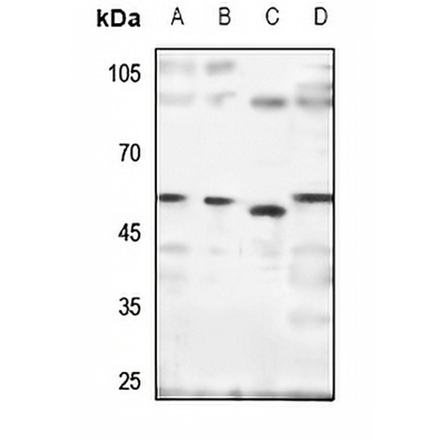 SH2D4A Rabbit Polyclonal Antibody