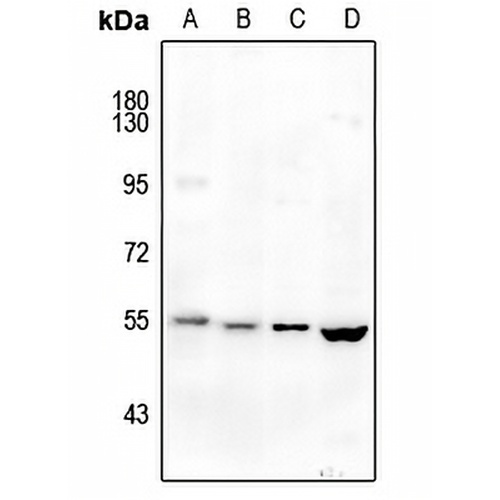 MCT4 Rabbit Polyclonal Antibody