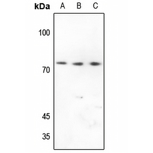 CD92 Rabbit Polyclonal Antibody