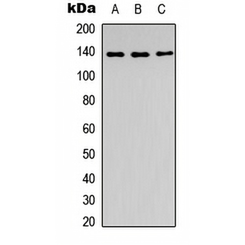 SLC4A7 Rabbit Polyclonal Antibody