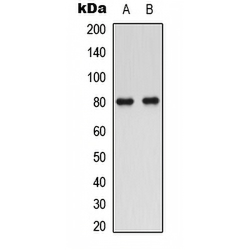 SMIT1 Rabbit Polyclonal Antibody