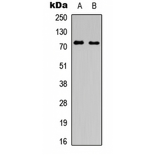 SLC6A16 Rabbit Polyclonal Antibody