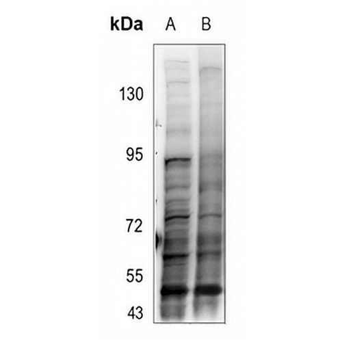 SMAD3 (Phospho-T179) Rabbit Polyclonal Antibody