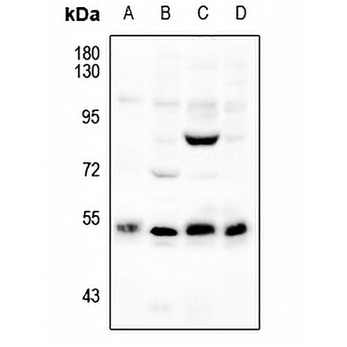 SMAD3 Rabbit Polyclonal Antibody