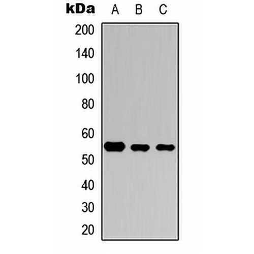 SMAD3 (Phospho-S423) Rabbit Polyclonal Antibody
