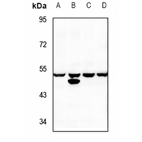MST3 Rabbit Polyclonal Antibody