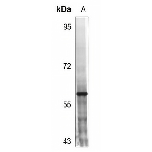 MST1/2 (Phospho-T183) Rabbit Polyclonal Antibody