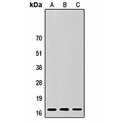 SUMO3 Rabbit Polyclonal Antibody