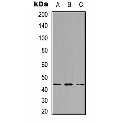 SUPT3H Rabbit Polyclonal Antibody