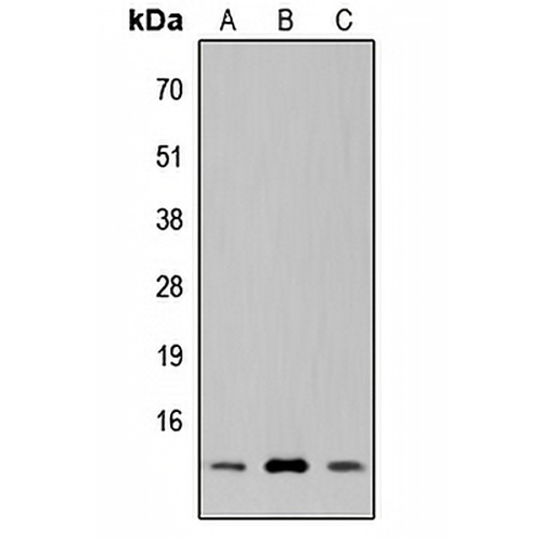 SUPT4H Rabbit Polyclonal Antibody