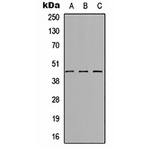 SYT8 Rabbit Polyclonal Antibody