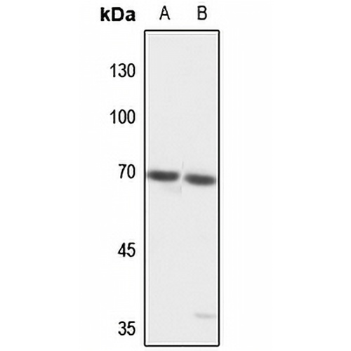 TCF4/12 Rabbit Polyclonal Antibody