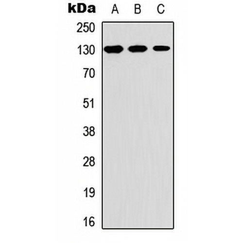Thrombospondin 2 Rabbit Polyclonal Antibody