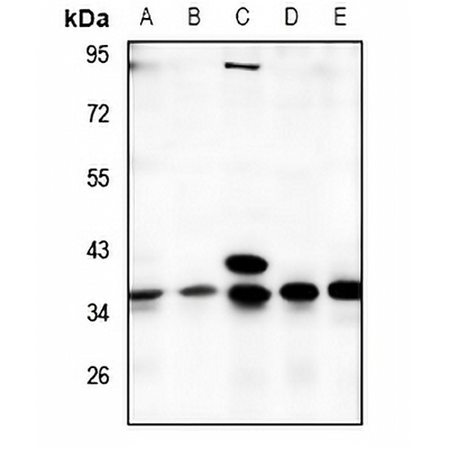 TMBIM1 Rabbit Polyclonal Antibody