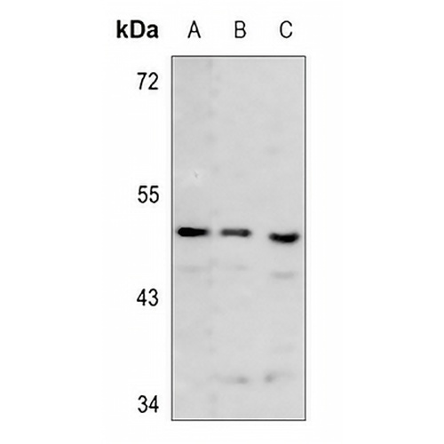 ECHOS1 Rabbit Polyclonal Antibody