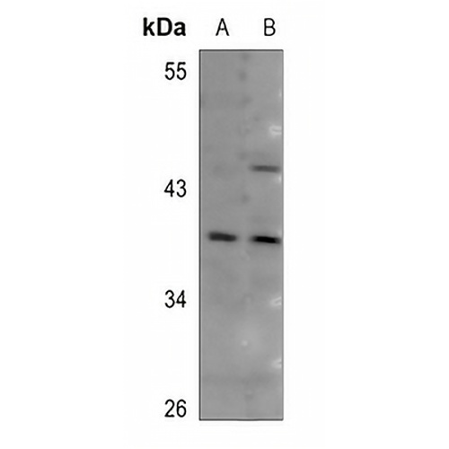 CD134 Rabbit Polyclonal Antibody