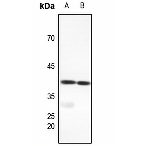 FX Rabbit Polyclonal Antibody