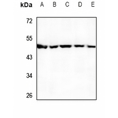 UBA5 Rabbit Polyclonal Antibody